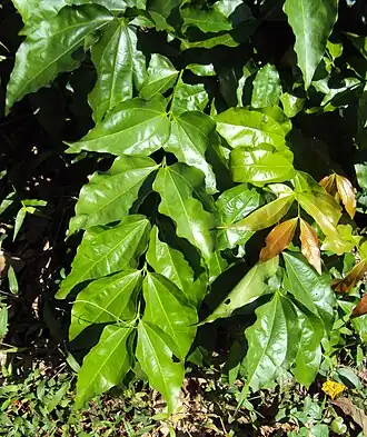 alternativní popis obrázku chybí