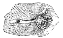 Šupina, kterou prochází kanálek postranní čáry.