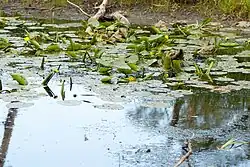 Stulík žlutý Ramena Ohře v červenci 2011