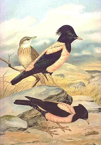 alternativní popis obrázku chybí