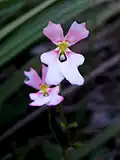 Květy Stylidium calcaratum