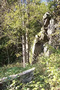 Suťový les na mrazem erodovaných kamenech