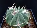 Stenocactus coptonogonus