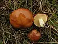 Suillus brevipes