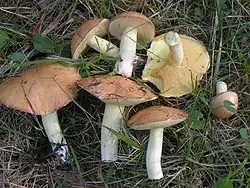 Klouzek zrnitý Suillus granulatus