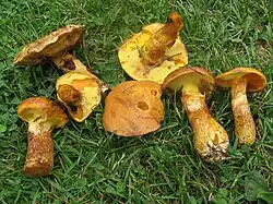 Klouzek sličný Suillus grevillei