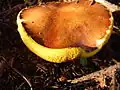 Hymenoforem klouzku obecného (Suillus luteus) jsou rourky