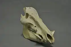 Lebka prasete sundského