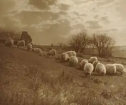 Krajina s ovcemi pasoucími se na louce
