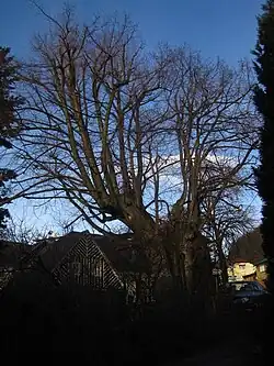 lípa Karoliny Světlé ve Světlé p. Ještědem před kostelem