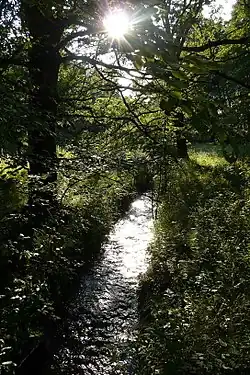 Svatojířský potok odtékající z Ptáckého rybníka