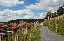 Dolní část vinice, v pozadí Malá Strana a Petřín