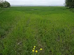 Svijany - prostor pohřebiště slezskoplatěnické kultury severovýchodně od vsi (3).jpg