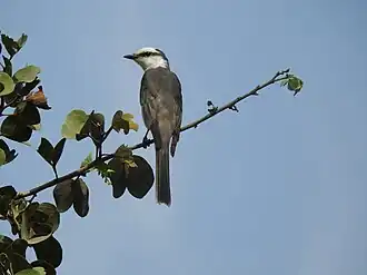 alternativní popis obrázku chybí