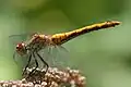 Vážka rudá (Sympetrum sanguineum)[4]