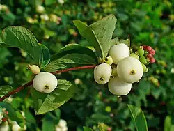 alternativní popis obrázku chybí