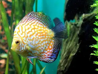 alternativní popis obrázku chybí