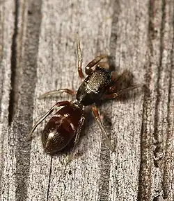 Skákavka štíhlá (Synageles venator) je drobný pavouk velmi podobný malému mravenci.