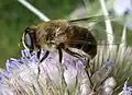 pestřenka trubcová Eristalis tenax