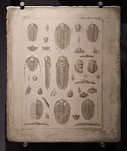 Původní litografická matrice ze sbírek Národního muzea