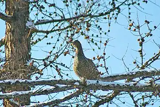 alternativní popis obrázku chybí