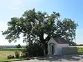Památný dub a kaplička