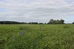 Vlhké louky v rezervaci