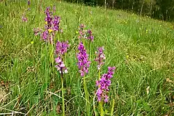 Kvetoucí vstavače kukačky na Těšovských pastvinách