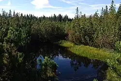 Vylouhováním rašeliny získává voda v jezírcích tmavou barvu