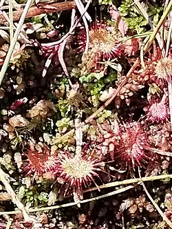 rosnatka okrouhlolistá