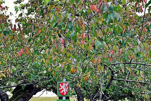 S třešněmi na konci července 2021