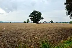 Třebeň středověké pohřebiště.jpg