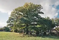 Památný dub v obci Třenice.