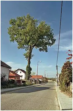 Památný dub v obci Třesovice