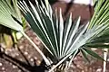 Listy Trachycarpus princeps