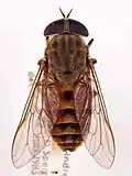 Tabanus eggeri Francie