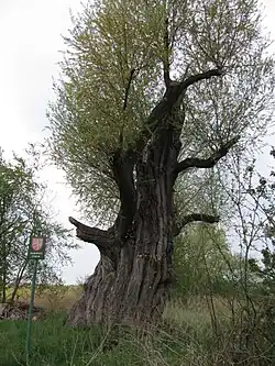 Tachlovická vrba v roce 2019
