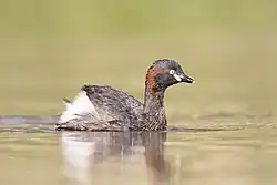 alternativní popis obrázku chybí