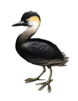 alternativní popis obrázku chybí