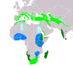 Rozšíření rorýsa velkého (světle zeleně – hnízdiště, tmavě zeleně – celoroční výskyt, modře – zimoviště, fialově – zatoulanci (závislost na sezóně nejasná), bledě modře – možná migrace)