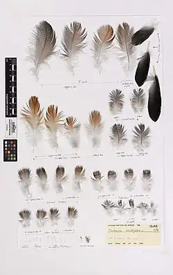 Fotografie sbírky peří