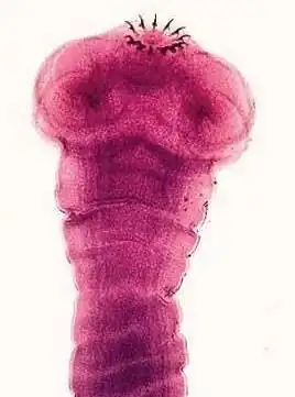 alternativní popis obrázku chybí