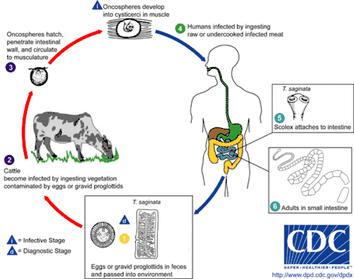 Cyklus tasemnice bezbranné