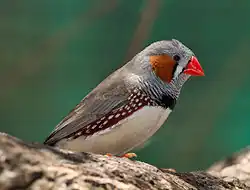 alternativní popis obrázku chybí