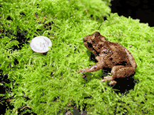 alternativní popis obrázku chybí