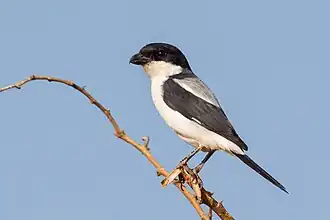 alternativní popis obrázku chybí