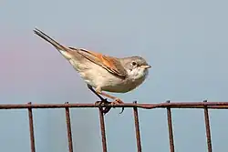 Ilustrační fotografie pěnice hnědokřídlé