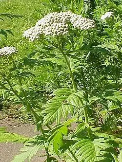 Tanacetum macrophyllum