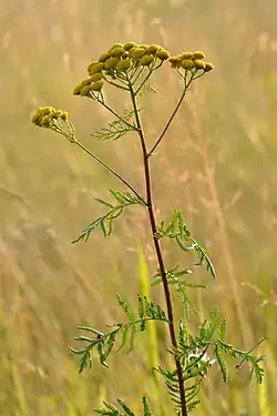 alternativní popis obrázku chybí