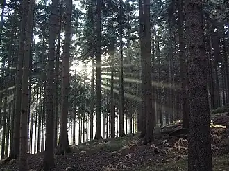 Pohled do smrkové monokultury, většinu zabírají rovné smrkové kmeny, v horní části jsou vidět větve s jehličím. Na zemi hrabanka tvořená hlavně opadaným jehličím. Vlevo zpoza stromů prosítá slunce, jehož paprsky se lomí mezi kmeny.